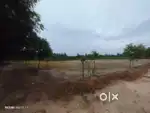 10 bigah hai  corner ka khet hai 6 saal ke aam ke ped ke sath