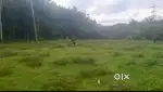 3 acres land for sale near Konni