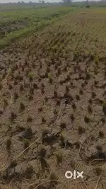10Katha to 20katha Farmland available for sale on KhariberiaRd Kolkata