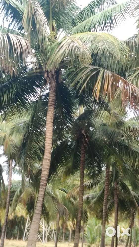 Pollachi to palakkad road nearly property sales