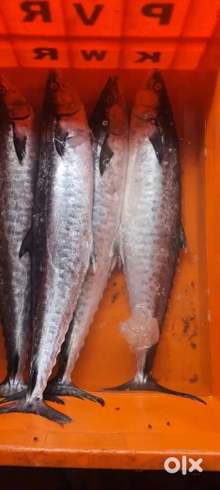 Lady cook north Indian cuisine