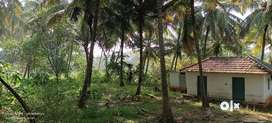 40 cent coconut farm with cattle shead for sale in kozhinjampara