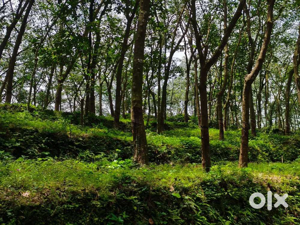 Muvattupuzha paingottoor 3 acre and house for sale