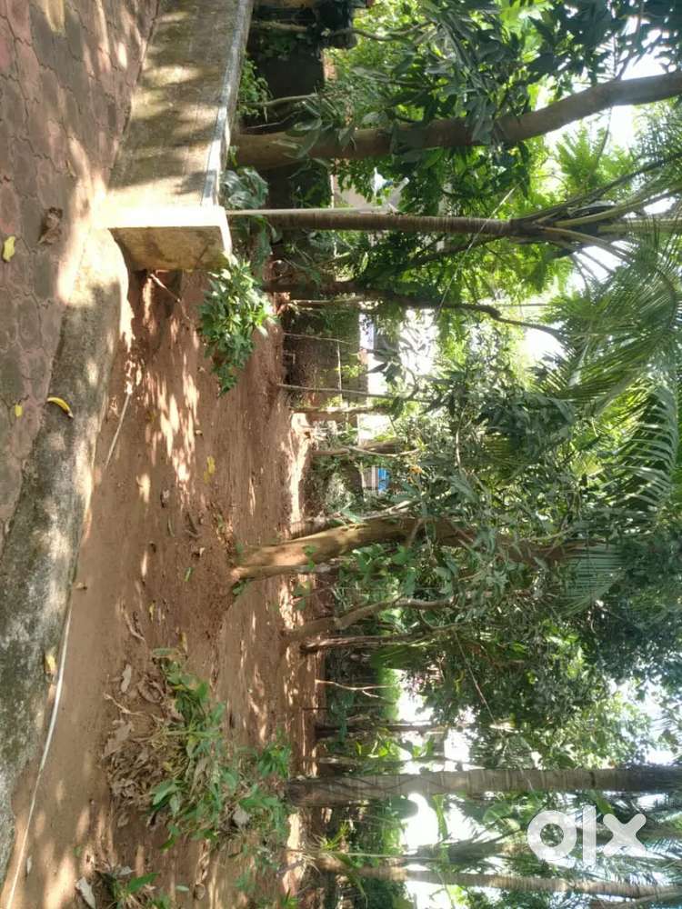 12 cent plot for sale @Shornur town