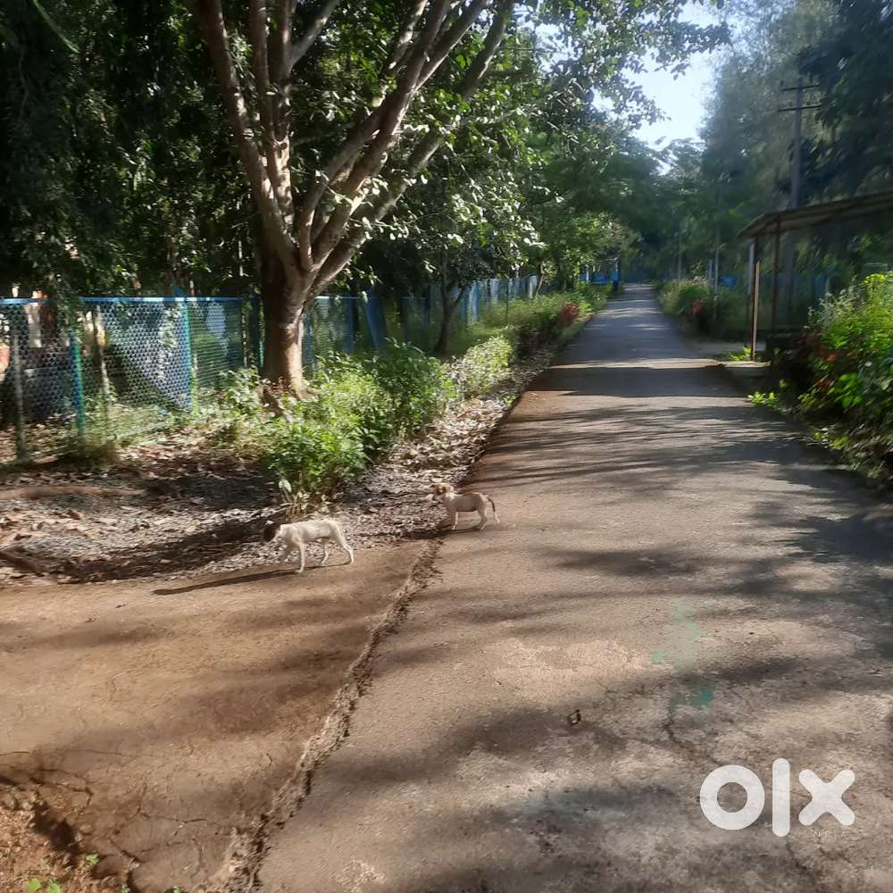 Plot sale  kalidas nagar.