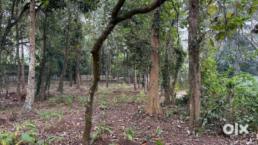 30 Cent Residential Plot for Sale in Chittumala – Road Frontage