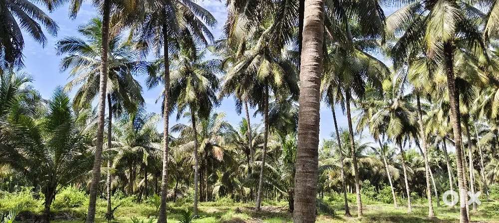 72 cent coconut farm for sale in kozhinjampara