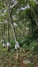 കൊടുങ്ങൂർ-പാലാ റോഡ് സമീപം (600m) 3.15 ഏക്കർറബ്ബർ തോട്ടം  വിൽപ്പനയ്ക്ക്