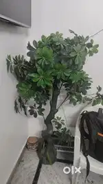Artifitial green plant 5 feet high