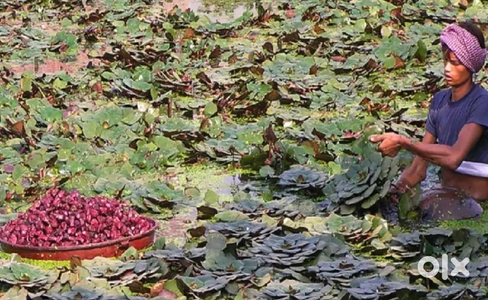 सिंघाड़े तोड़ने के लिए लेबरों की आवश्यकता है