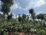 1.10 ACRE COFFEE LAND FOR SALE IN THOMATTUCHAL