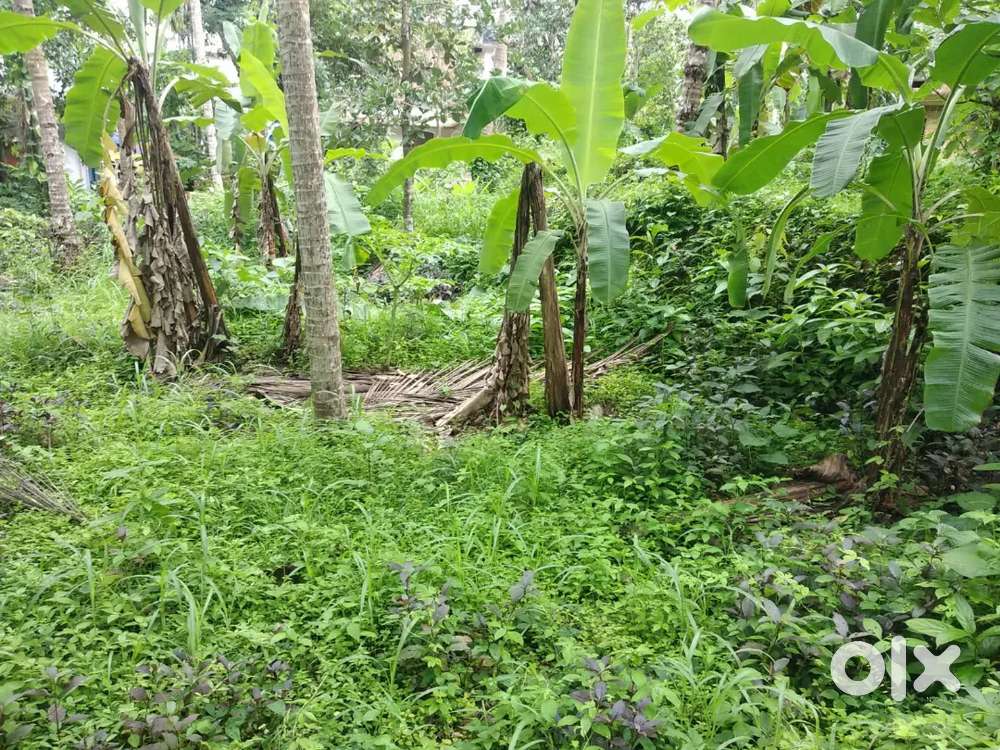 10cent plot for sale