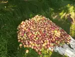 Apple orchard