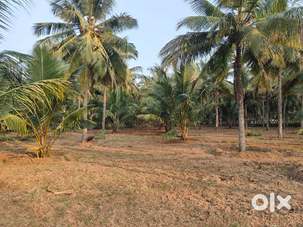 2 Acres Coconut Farm land for sale in Kinathukadavu -Acre 1.35 Crores