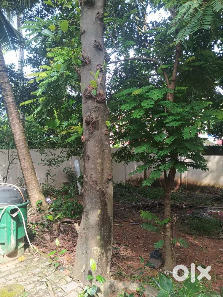 പ്ലാവ് മരം വില്പനക്ക്