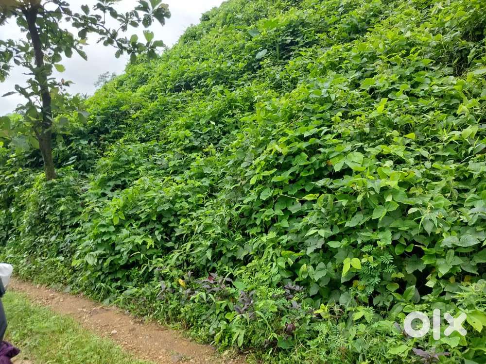 20 Acres land for sale suitable for coffee/pepper plantation