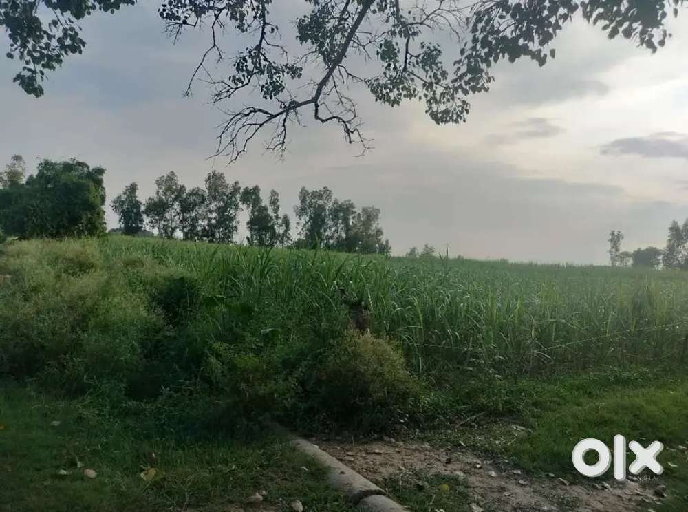 11 बीघा, गाँव गोरीकला मैं है। ब्लॉक भवादखेड़ा, शाहजहाँपुर यूपी