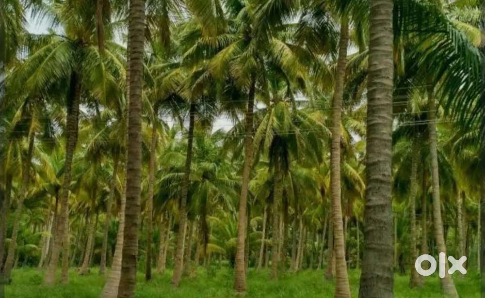 Lands for sale in Channarayapatana Hassan district express road