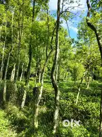 Land for sale 4kotha myadi patta land
