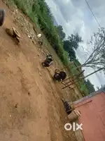 Empty Land for hotel
