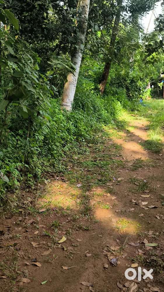 25 cent land for sale near kuttichira town