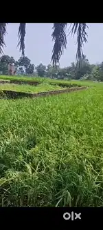 Urgent Sale!! 4.6 katha Land at 4.5 lakhs (Kheyada Sonapur)