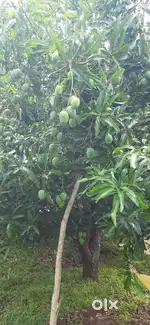 3.3 acres of Mango/Cocunut farm land for sale