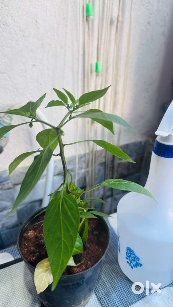 Chilli Plant with Garden Spray