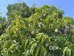 Location: near Gati Subramanya Temple, Doddabalapura - 5.17 acre land
