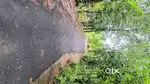 20 cent house plot near Palakuzha Panchayath building, Koothattukulam