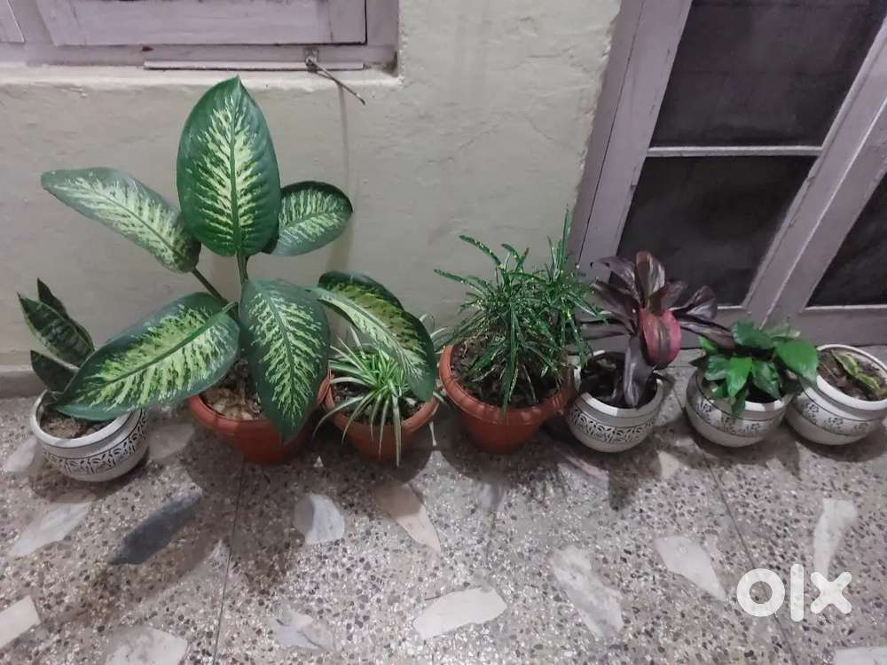 House for rent