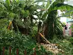 Land for sale at Serampore  No broker allowed