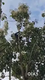 Tree cutting / Trivandrum / Kollam മരം മുറിച്ചു കൊടുക്കും