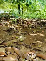 അങ്കമാലി കറുകുറ്റി അപ്പോളോ പോസ്പിറ്റലിന് സമീപം  10 സെൻ്റ് വിൽപനയക്ക്