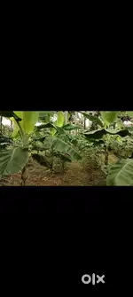 Farm worker agriculture