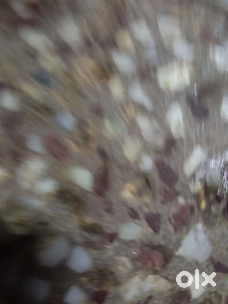 TVs champ with rc book red colour