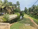 Coconut farm and arecanut with pond
