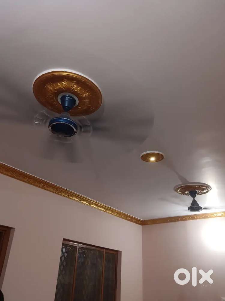 Regular  celling