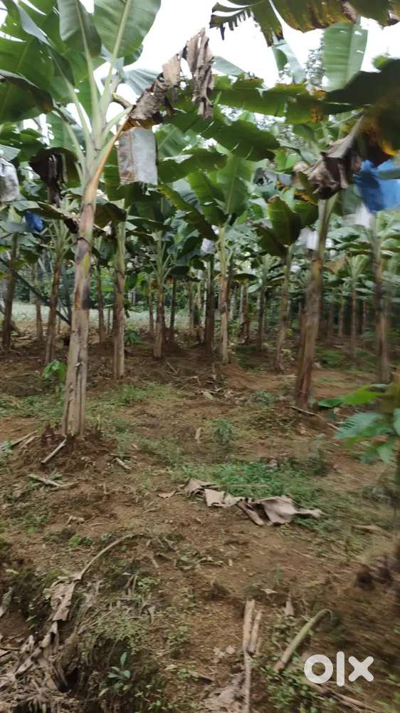 Kothamangalam Nellimattom 2.75 acre for sale