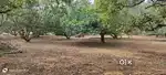 78 cents mango garden near to vizianagaram, 140000/- per cent cost