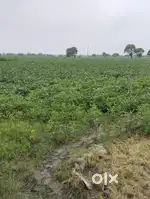 10 बीघा 30 लाख प्रति बीघा जमीन भेरूपचलाना तहसील बड़नगर जिला उज्जैन