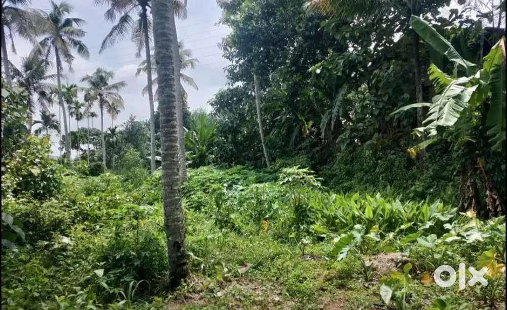 40 cent of L shaped plot for sale near kalluvathukkal