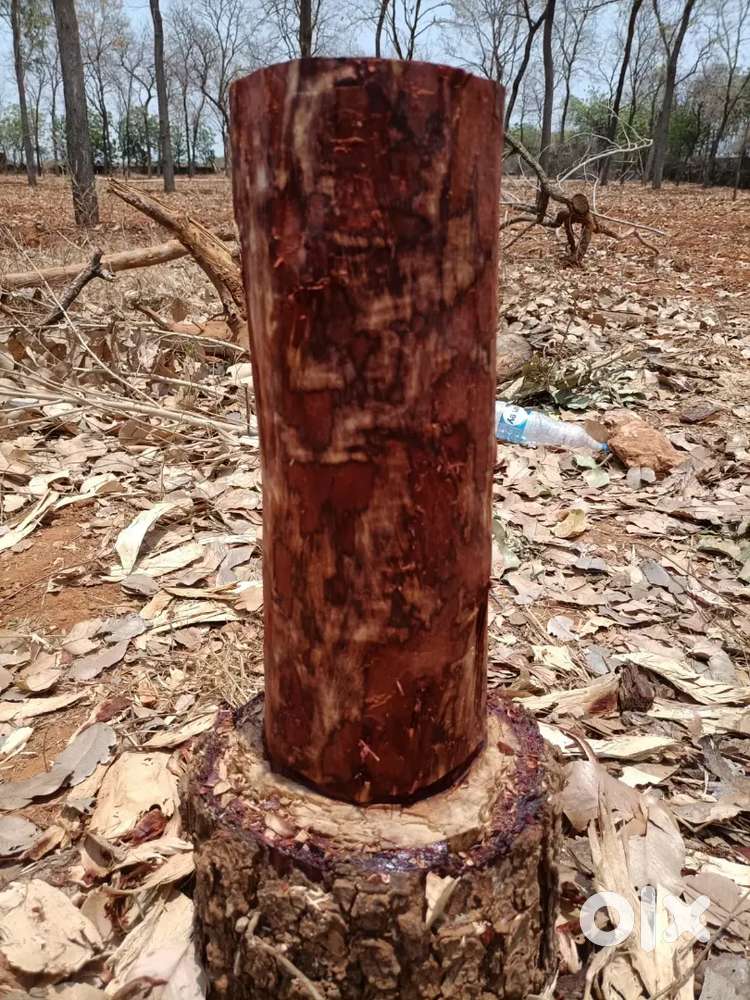 100 Gajam 550000 only one time investament life time achivment