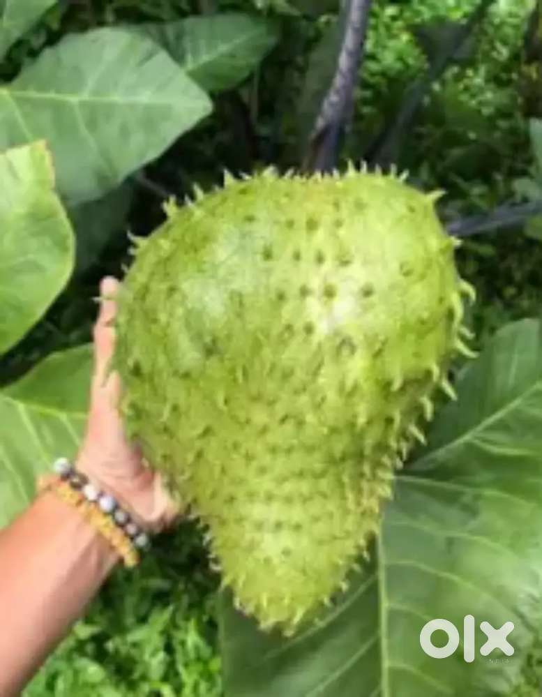 Low budget Redsoil farmland for sale