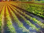Farming land Raipurkhuchiyan