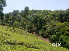 Resort Land For Sale In Pozhuthana- Wayanad,Tea view, Forest , stream