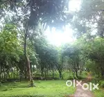 Residential Land sale in Kongad, House Plot Sale in Mambuzha,Palakkad