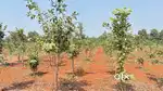 Sandal Gardens Bhogapuram
