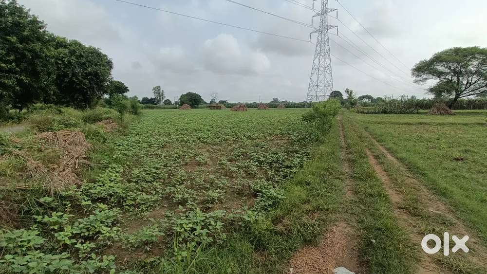 Bulandshahr Amargarh ke Pass 16 Bigha Krishi Zameen – For Sale