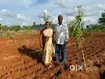 తక్కువ పెట్టుబడి తో ఎక్కువ రాబడి భూమి మీద మాత్రమే